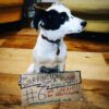 Dog with sign saying Podcast 6